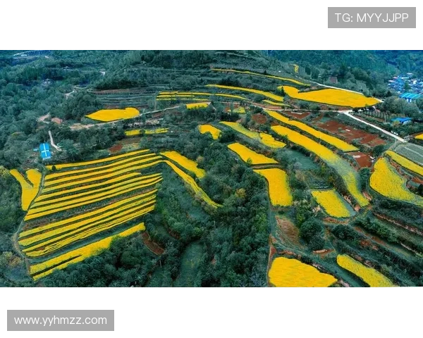 《希望的田野》:当光影编织梦想,当乡野孕育不朽 《希望的田野》:当光影编织梦想,当乡野孕育不朽